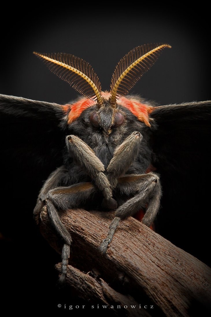 Eupackardia calleta silk moth, Igor Siwanowics