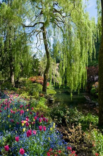 Willow overlooking pond with mixed spring borders...