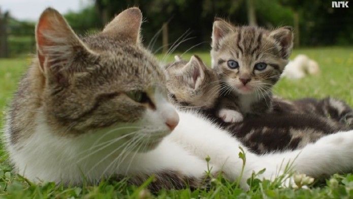 Cat adopts an unexpected group of babies, proves h...