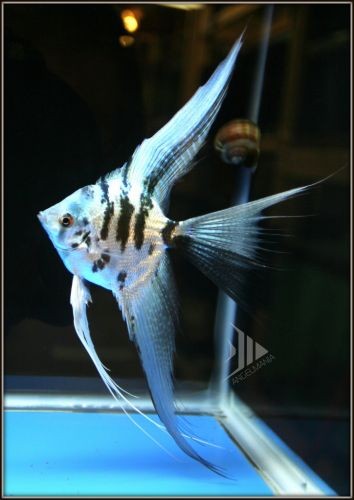 AMAZING - Blue Marble Angelfish VEIL FIN This line...