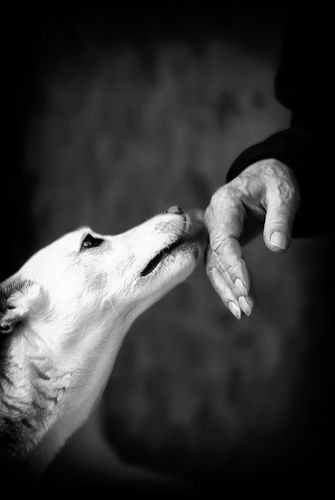 The love of a dog can teach us much...it is consta...