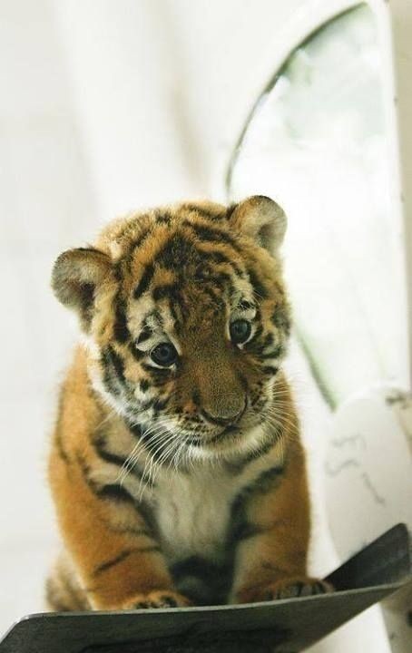The sweetest little tigerfluff in the world. | The...