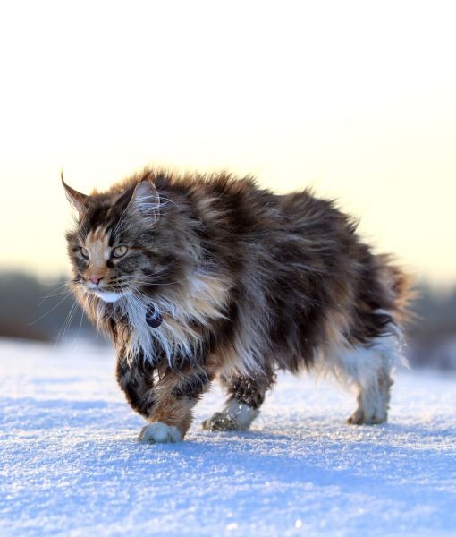 10 Maine Coon Cat Facts