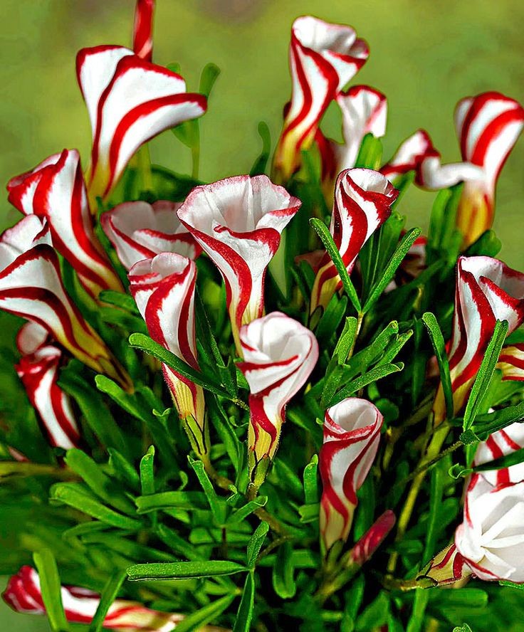Oxalis Versicolor (Candy Cane Sorrel) is a unique...