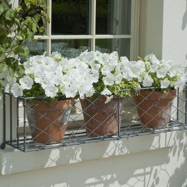 Window box planting tips | Garden Requisites