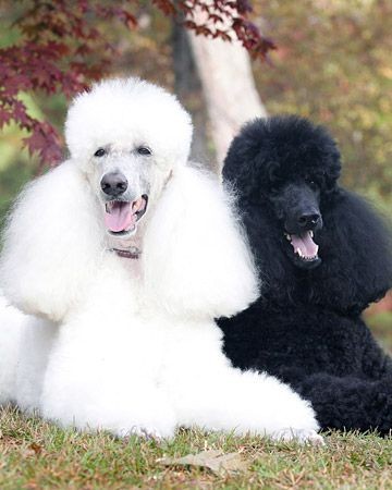 Poodle    The Poodle, one of the most popular bree...