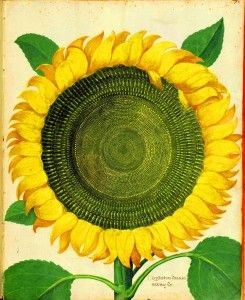 Botanical - Flower - Sunflower - Italian (2)
