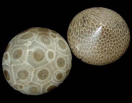 Petoskey Stones, the state stone of Michigan, are...