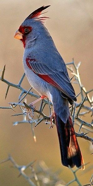Desert Cardinal. Wonder which deserts this one is...