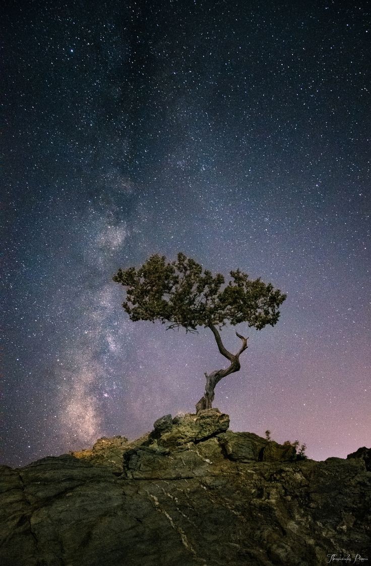 ~~Vertical | Milky Way and a lone tree | by Thrasi...