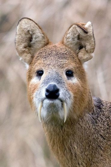 Chinese Water Deer. Instead of Antlers, the Males...