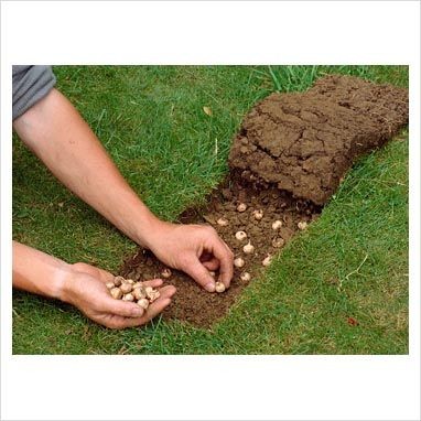 Planting Crocus bulbs in lawn ~ my step-grandma di...