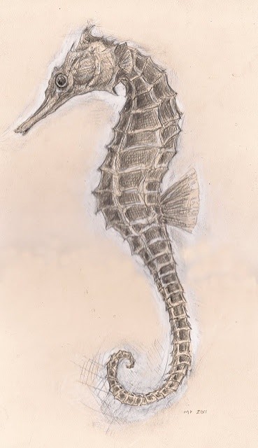 Seahorse drawings by  Matthew Pugh