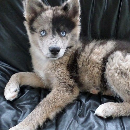 "Meet Dany, a 9 week old Pomsky (Pomeranian-Husky...