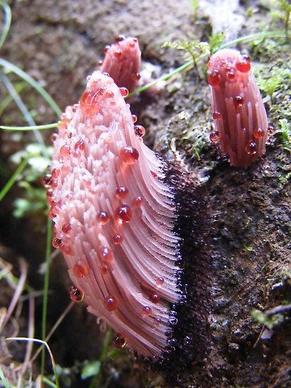 Slime mould, Stemonitis family. by Esther's Art an...