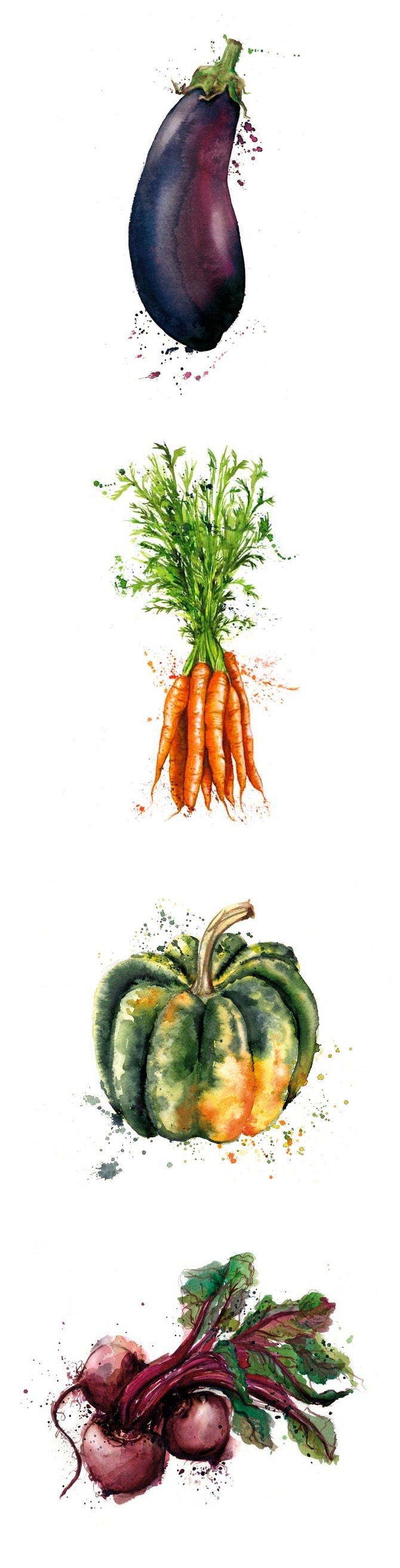Vegetables illustration, drawing / Verdure, illust...