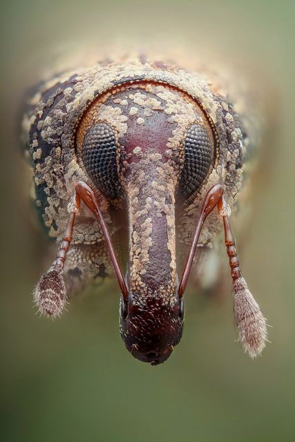 beetle closeup