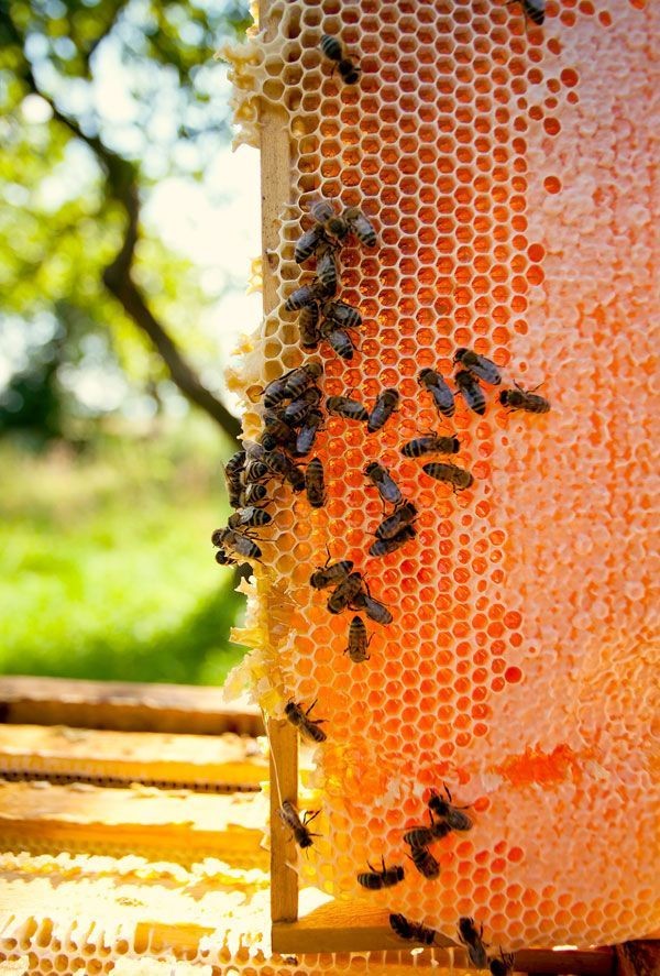 Learn how to pick the perfect beehive location, wh...