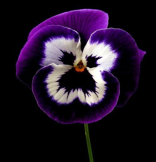 Posing Pansy by Vanda's Pictures