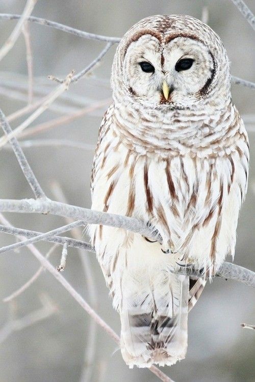 Barred owl. Not quite a snowy owl, but very simila...