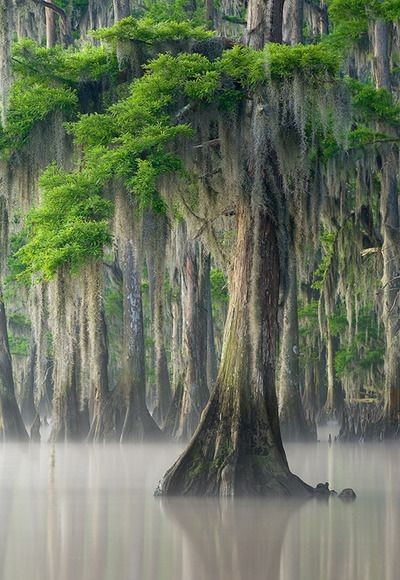 Louisiana - Cypress tree with Spanish moss