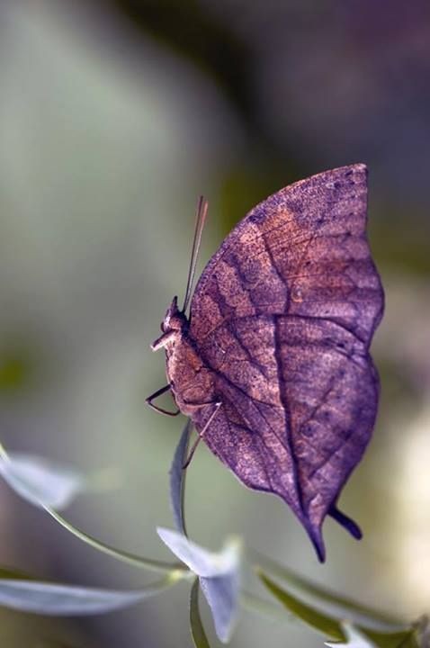 dead leaf buterfly https://sphotos-b-ord.xx.fbcdn....