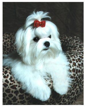 Puppy Cut Pictures - Maltese Dogs Forum : Spoiled...