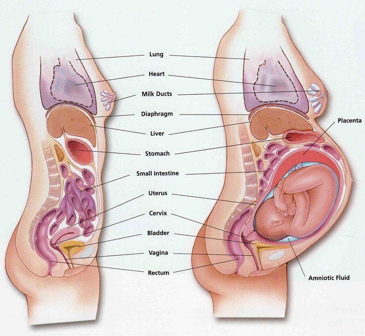 absolutely love this diagram. shows pregnant body/...