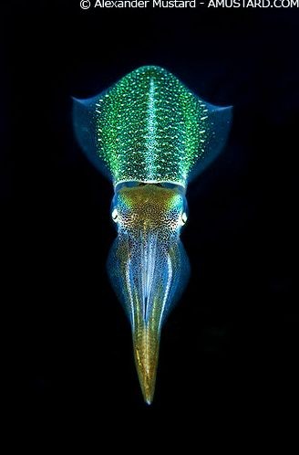 Caribbean glowing squid can be seen during guided...