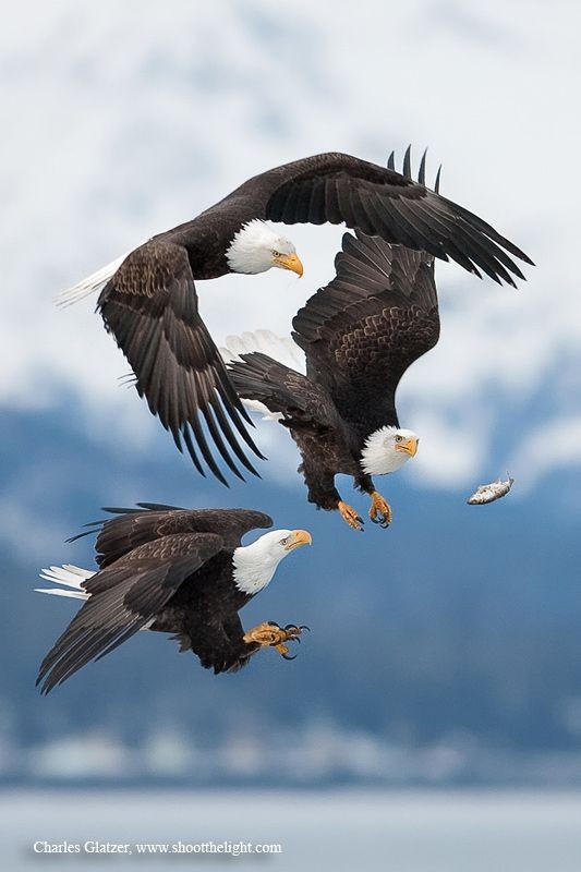 "Bald eagles" chasing after a dropped fish, AK. -...