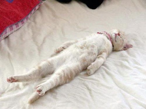 #14 of the 25 most awkward cat sleeping positions,...