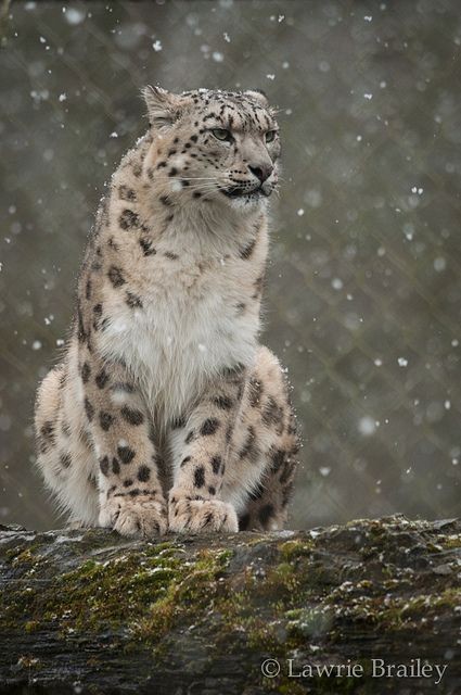♂ Wildlife photography animal Snow Leopard W...