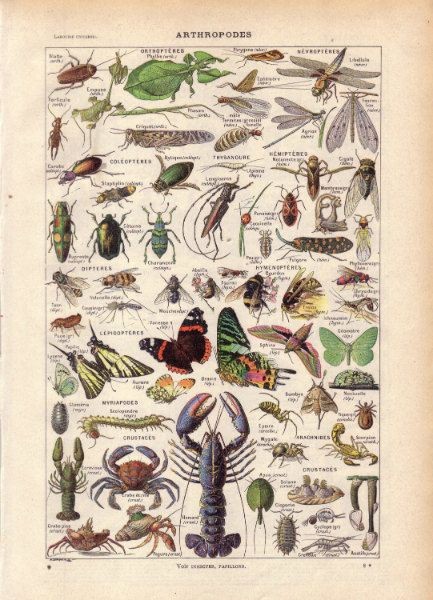 Vintage Natural History Print "Arthropodes" Insect...