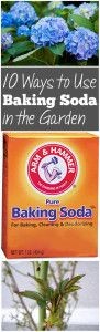 10 Ways to Use Baking Soda in the Garden Kill Ants...