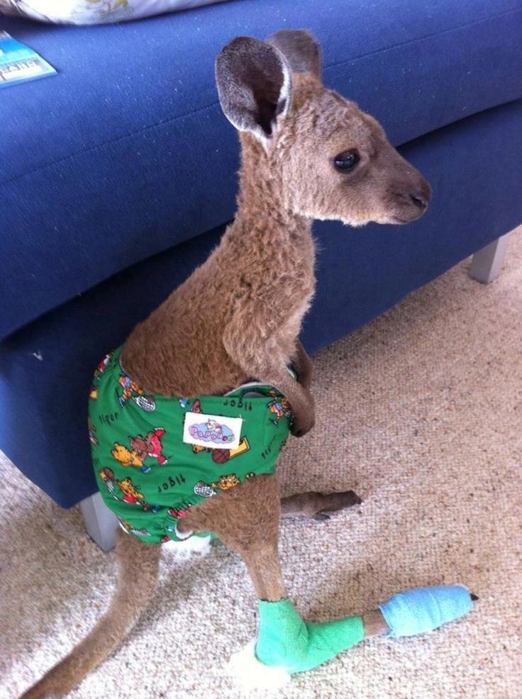 Kangaroo joey, rescued from a forest fire and wear...