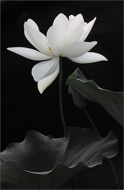 ~White Lotus