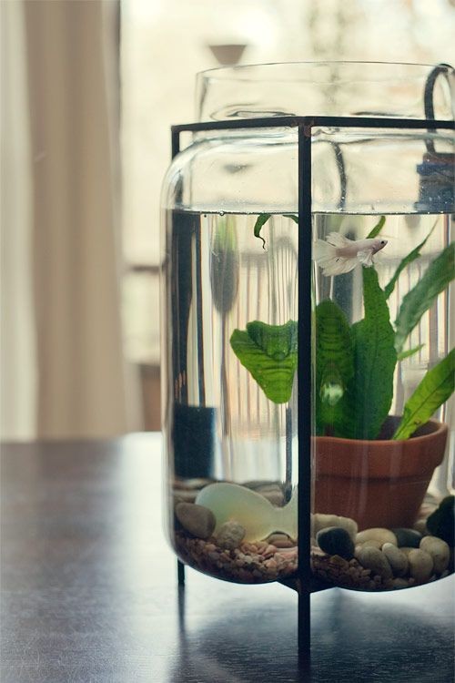 water terrarium with betta fish and under water pl...