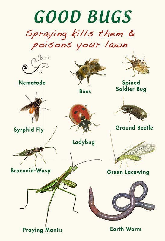 Good Bugs - These are beneficial to your garden......