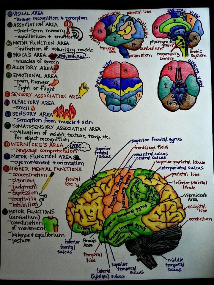 Notes on brain structure and function