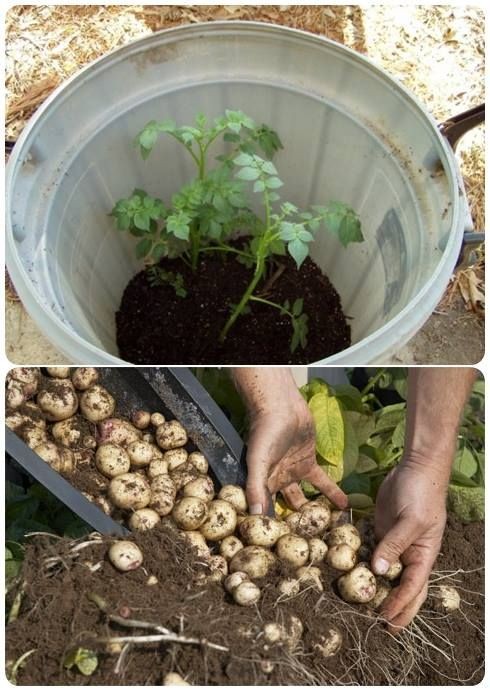 How To Grow Potatoes In a Barrel (4 Easy Steps) fr...