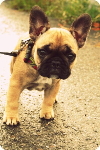 French bulldog... I wants it!! too cute!!   .........