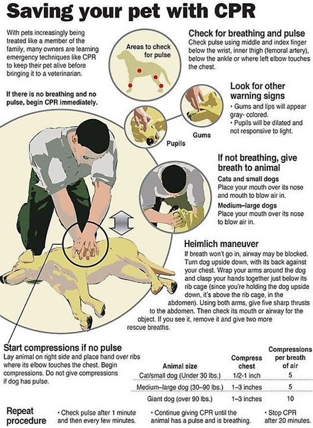 Know doggy CPR. | Community Post: 25 Brilliant Lif...