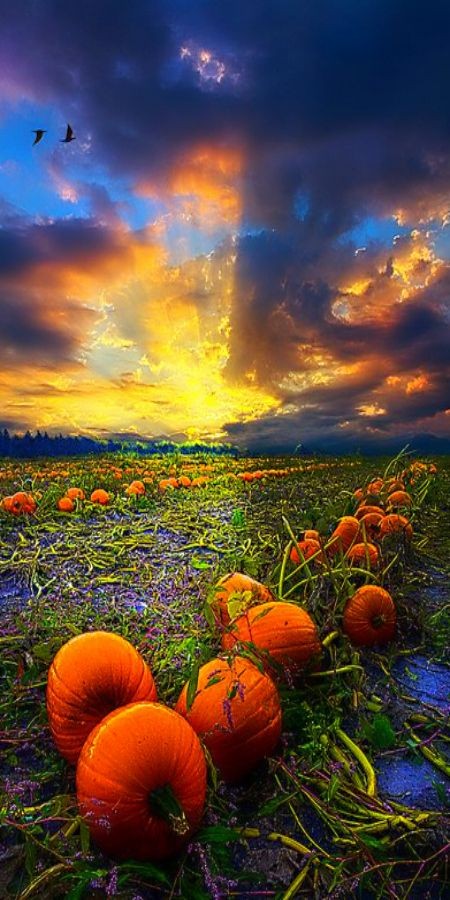 ~ pumpkin field at sunrise ~