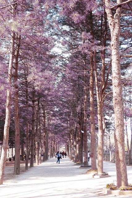 Nami Island, South Korea (Looks like a very romant...