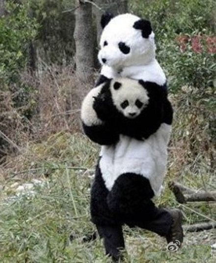 Orphaned Panda Cub Being Rescued. The Rescuer Wear...