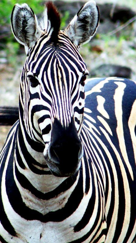 Zebra in Kruger National Park, South Africa (by Ad...