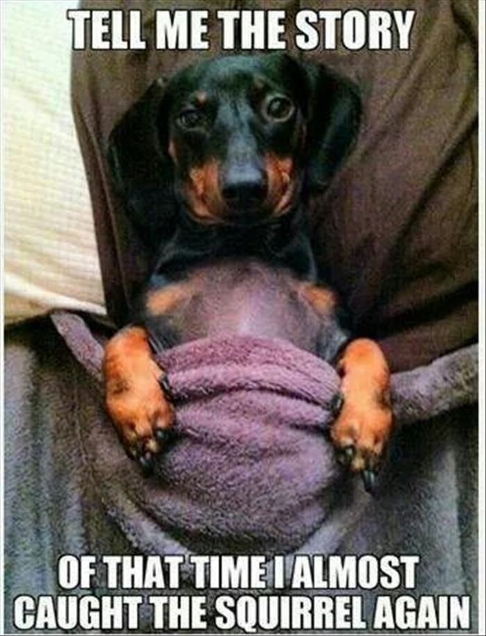 Funny Animal Pictures Of The Day  24 Pics