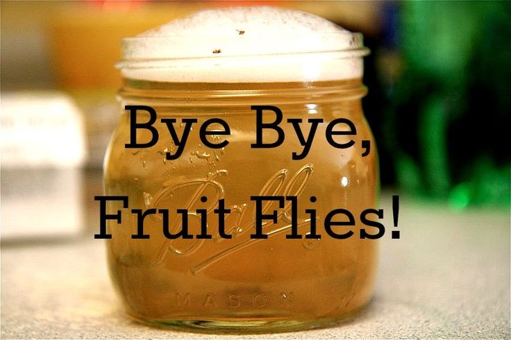 Every summer, I end up with at least one fruit fly...