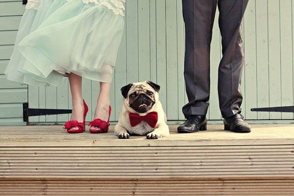 How to Include Your Pet in Your Wedding, @Marsha F...