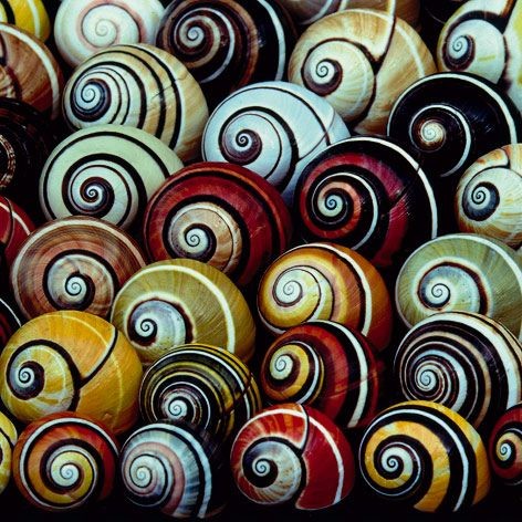 Snails via expressionsrealia #Snail #expressioinsr...